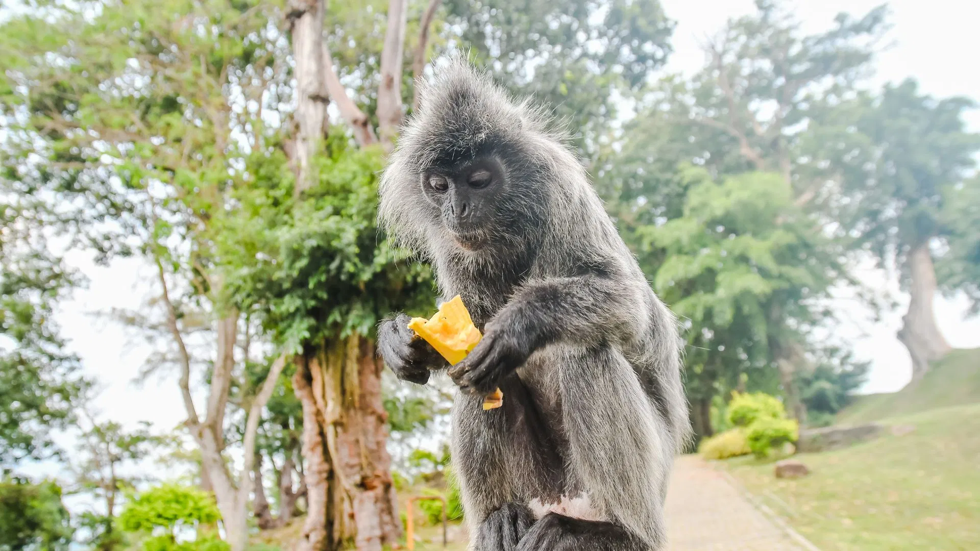 A silver leaf monkey eating fruit at Bukit Melawati